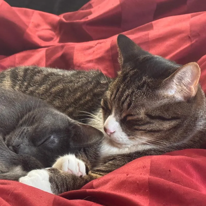 An adult small-sized male American Shorthair cat named Aria Home to for adoption in South Elgin, IL