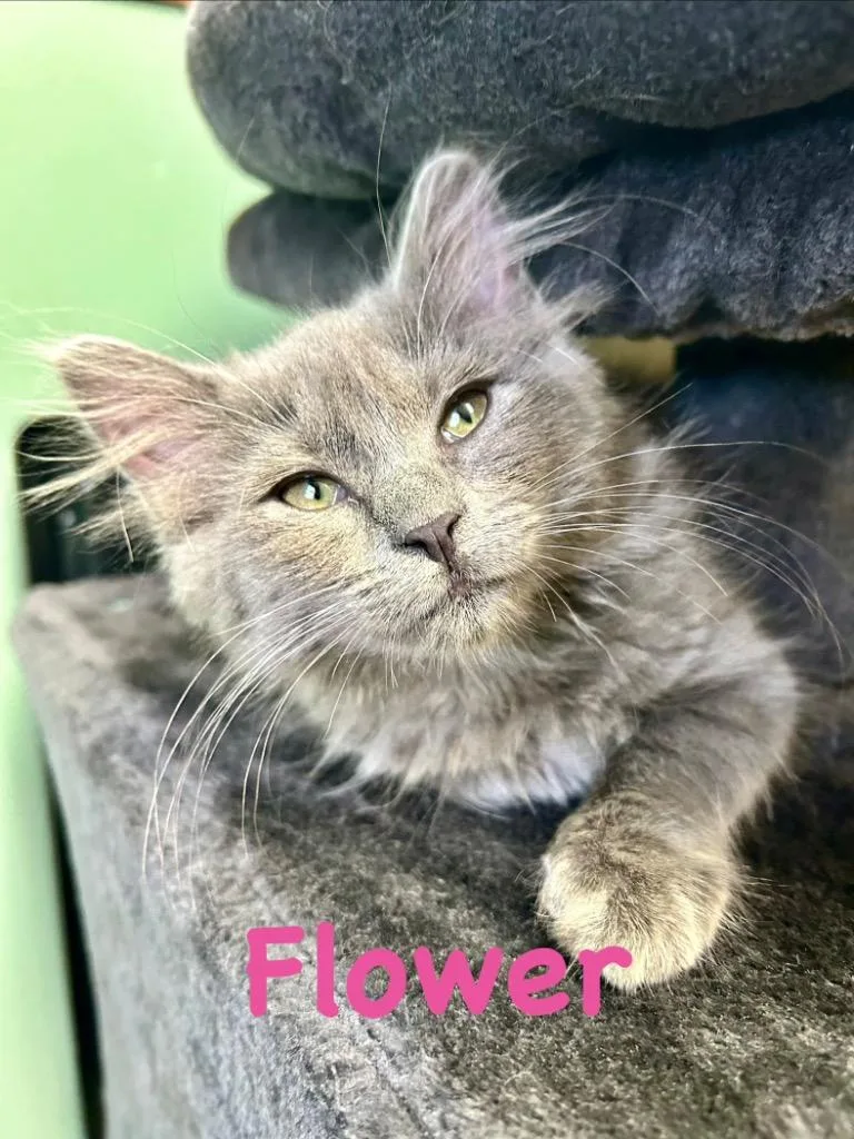 A baby small-sized female Domestic Medium Hair cat named Flower for adoption in West Union, OH