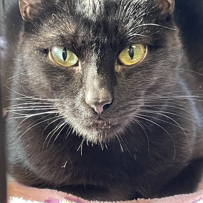 An adult medium-sized female Domestic Short Hair cat named Willow for adoption in Attleboro, MA