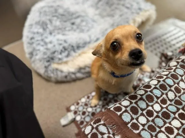 A young small-sized male Chihuahua dog named Tostido for adoption in Denver, CO