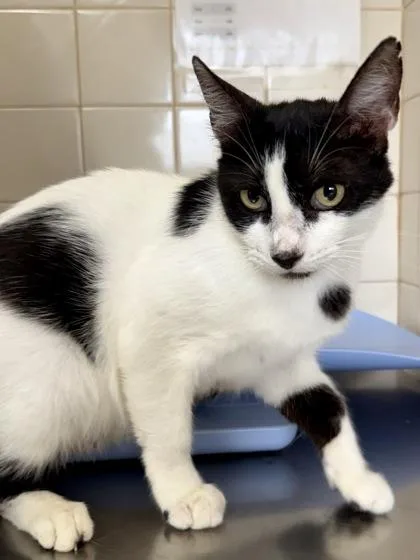 An adult medium-sized female Domestic Short Hair cat named Mosquito for adoption in San Antonio, TX