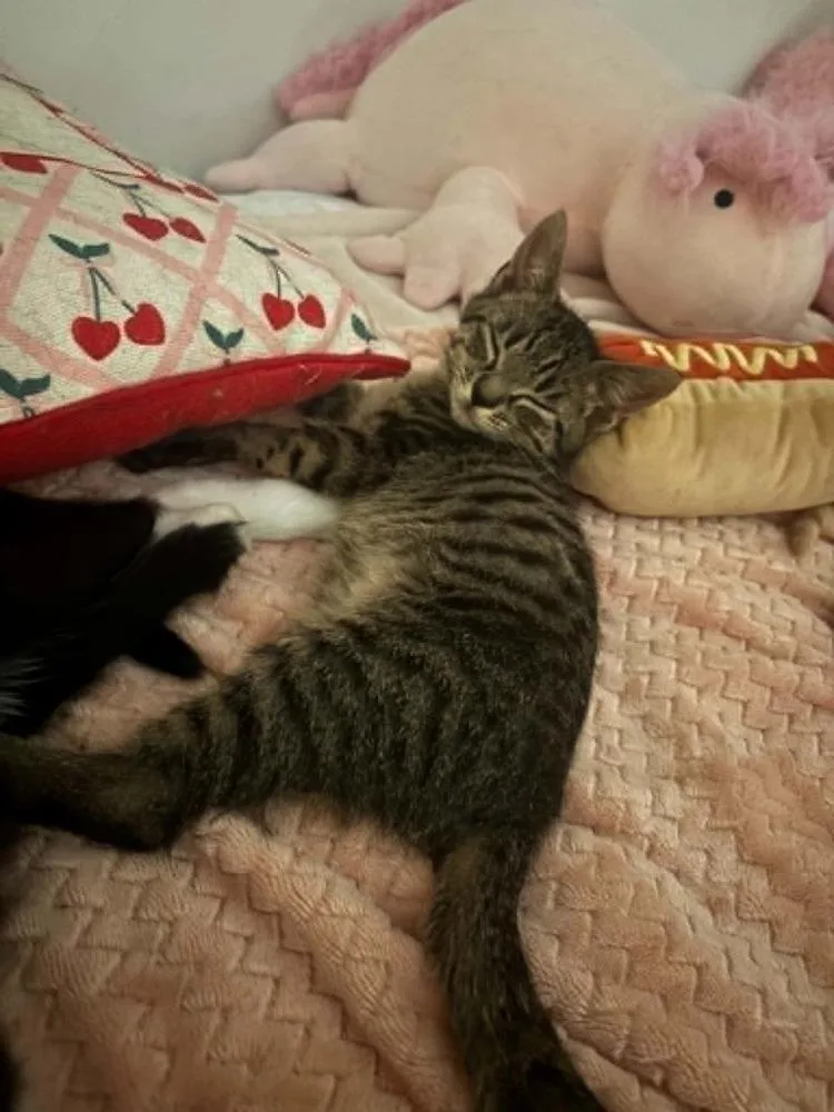 A baby small-sized male Domestic Short Hair cat named Joey for adoption in Bossier City, LA