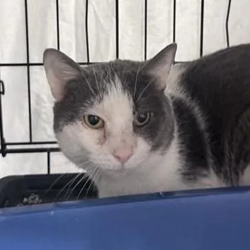 An adult medium-sized male Gray / Blue / Silver Domestic Short Hair cat named Gizmo for adoption in New York, NY