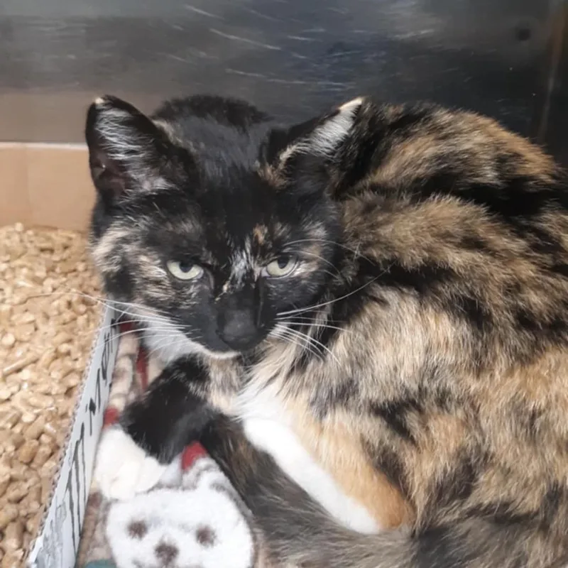 An adult small-sized female Calico Domestic Medium Hair cat named Callie for adoption in Newport, TN