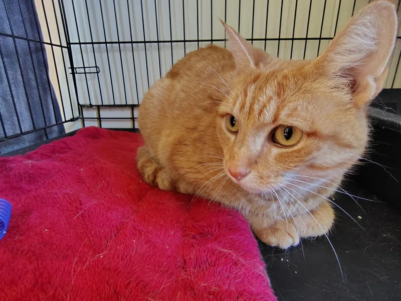 A young medium-sized female Tabby cat named Angel for adoption in Montour Falls, NY