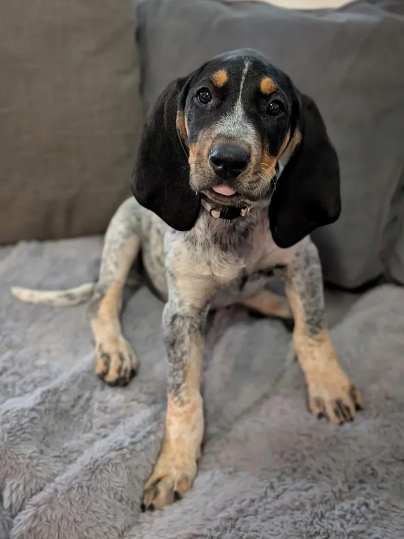 A baby medium-sized female Bluetick Coonhound dog named Regina George for adoption in TULSA, OK