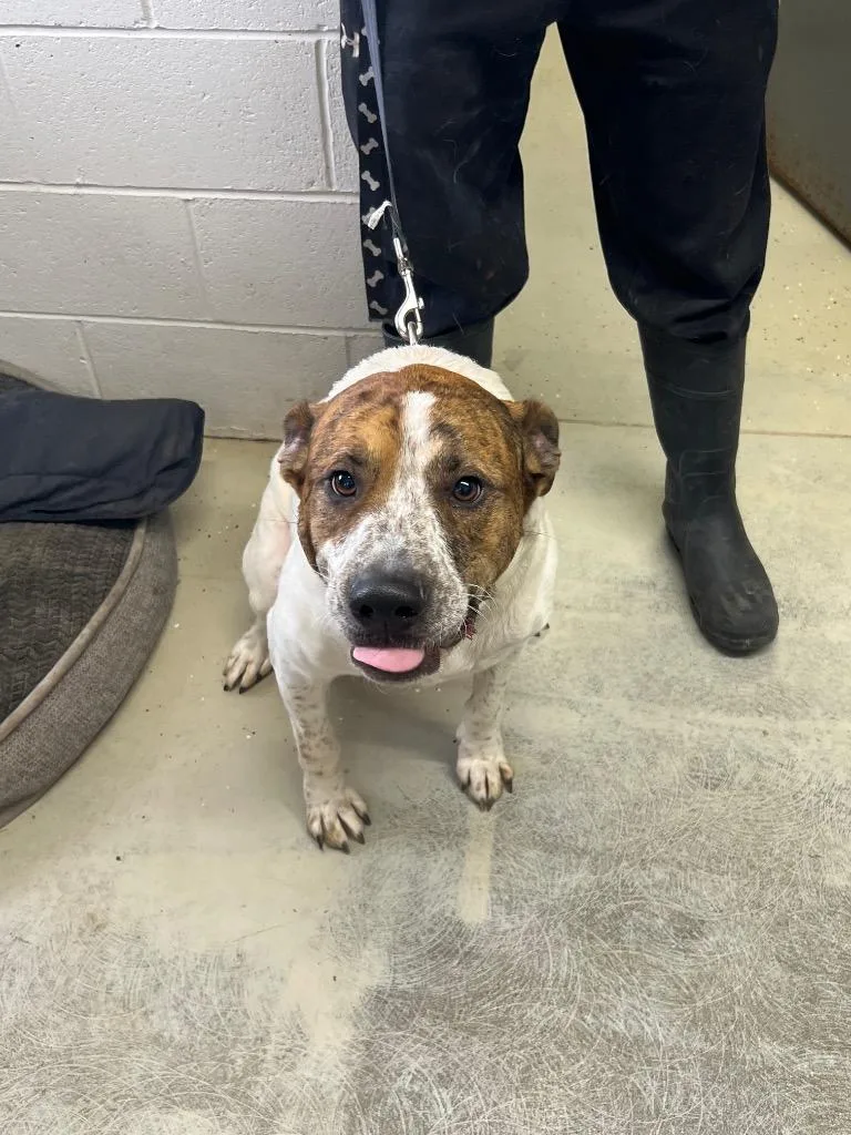 An adult medium-sized male Saint Bernard dog named Dean for adoption in Camden, TN