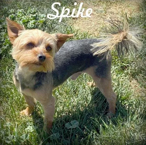 An adult small-sized male Yorkshire Terrier dog named Spike for adoption in Anaheim Hills, CA