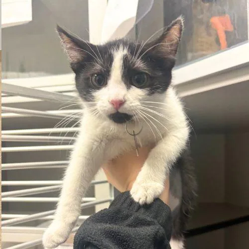 A baby small-sized female Domestic Short Hair cat named Betty for adoption in Aurora, CO