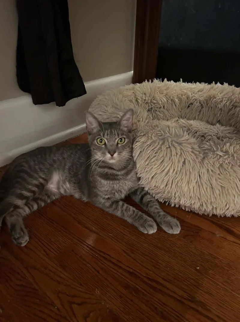 A young medium-sized female Tabby cat named Solana for adoption in Cincinnati, OH
