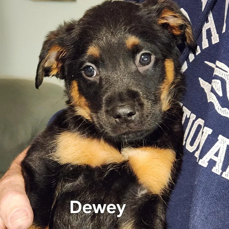 A baby medium-sized male Black Shepherd dog named Dewey for adoption in Normal, IL