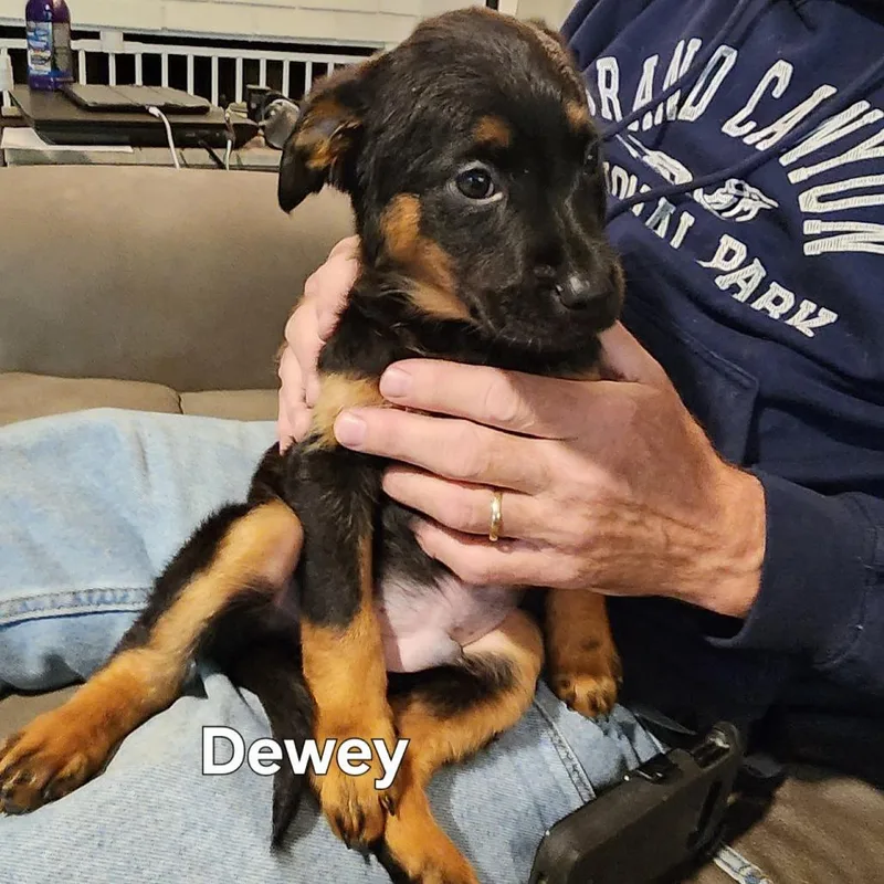 Dewey thumbnail 3