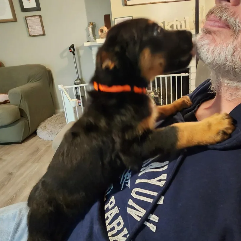 Dewey thumbnail 4