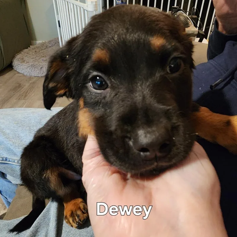 Dewey thumbnail 5