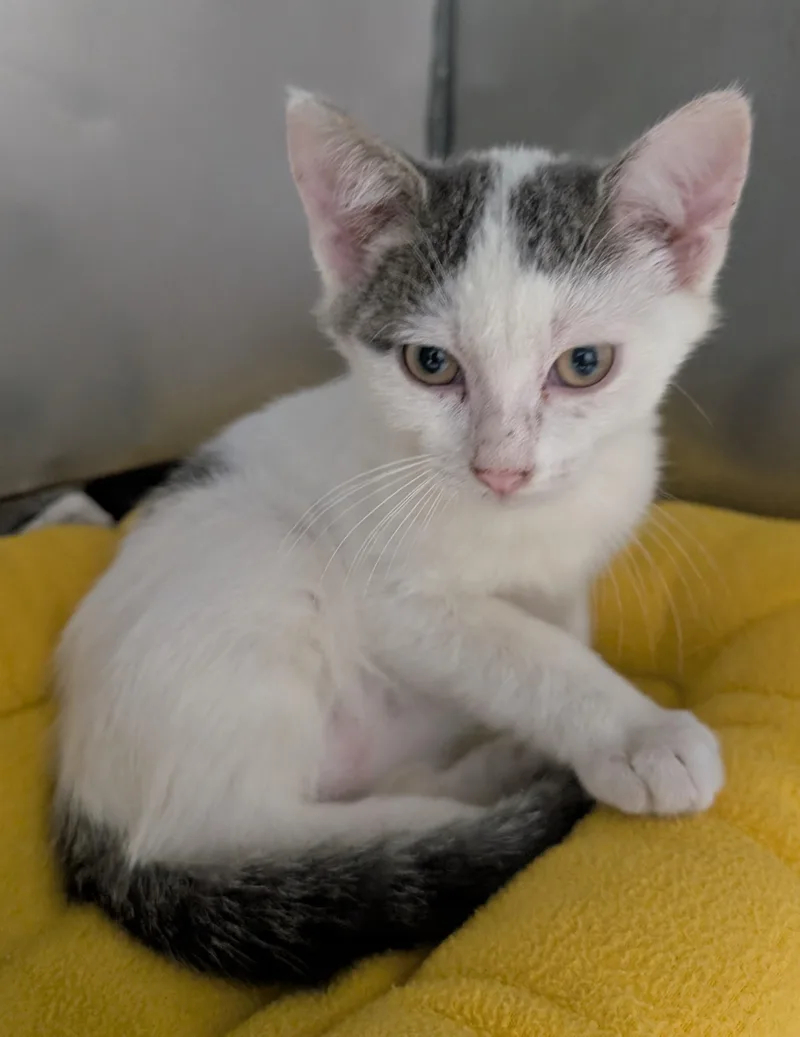 A young small-sized male Domestic Short Hair cat named Jake for adoption in New Ulm, MN