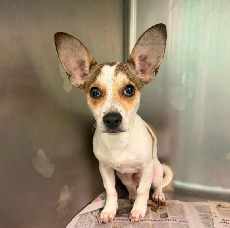 A young small-sized male Tricolor (Brown, Black, & White) Chihuahua dog named Simba for adoption in Sedalia, CO