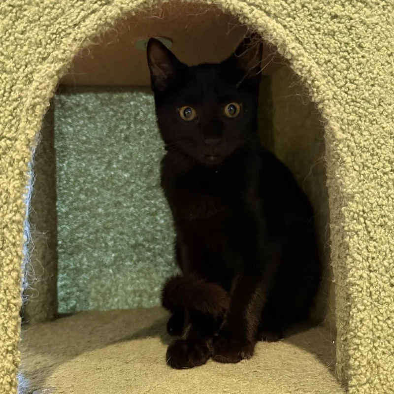 A baby small-sized female Black Domestic Short Hair cat named Misty for adoption in Abingdon, MD