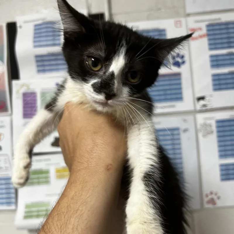 A baby small-sized female Domestic Short Hair cat named Sergei for adoption in Birmingham, AL