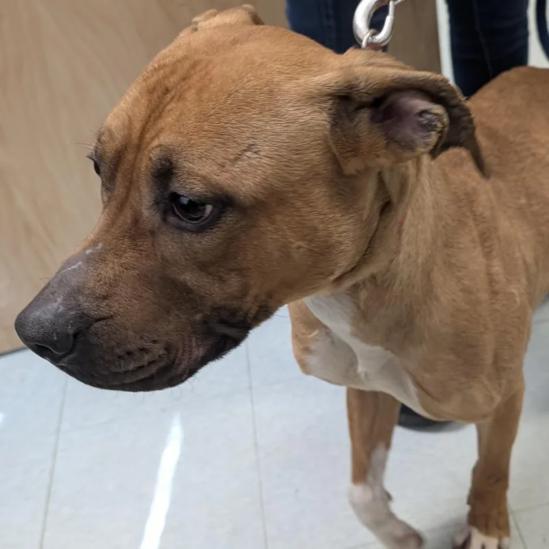 An adult medium-sized female Brown / Chocolate Mixed Breed dog named Shylah for adoption in Philadelphia, PA
