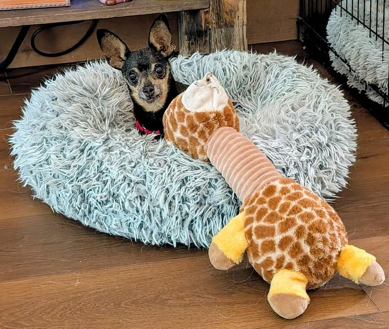A senior small-sized male Chihuahua dog named Robbie for adoption in Portland, OR