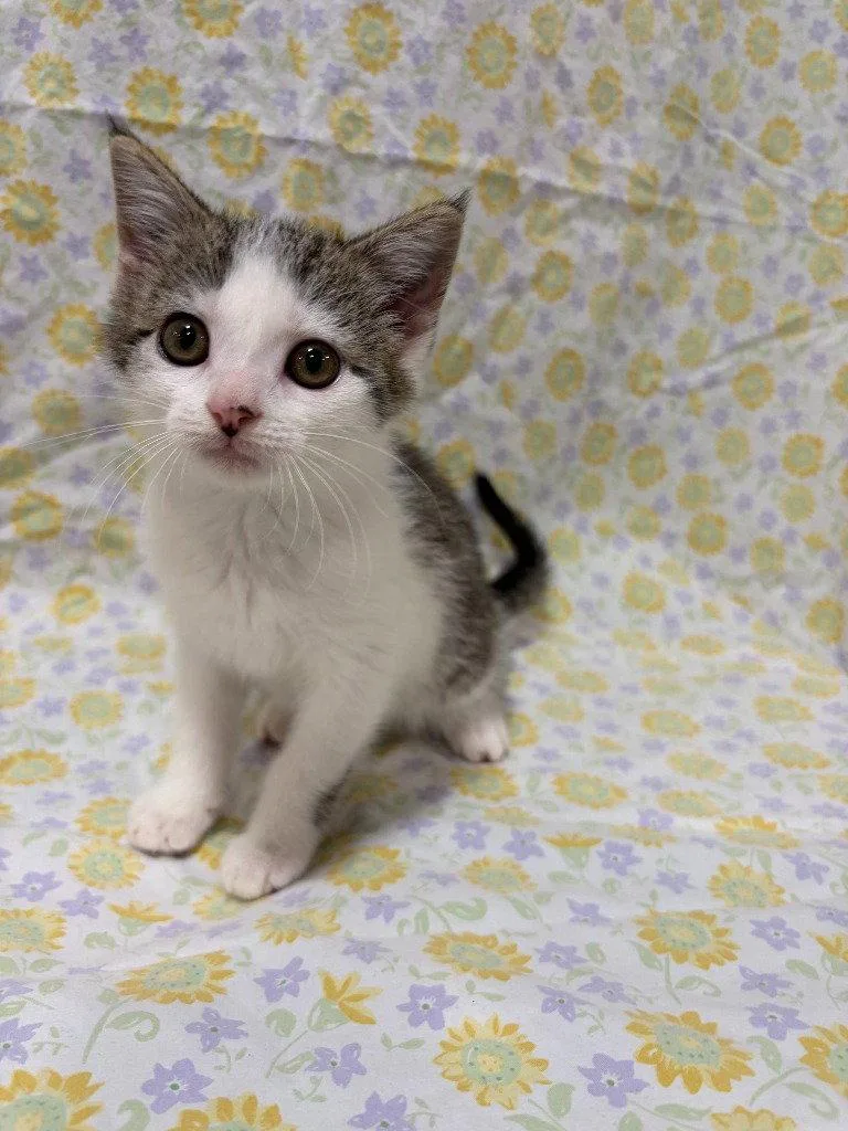 A baby small-sized female Domestic Short Hair cat named Miso for adoption in Lovingston, VA