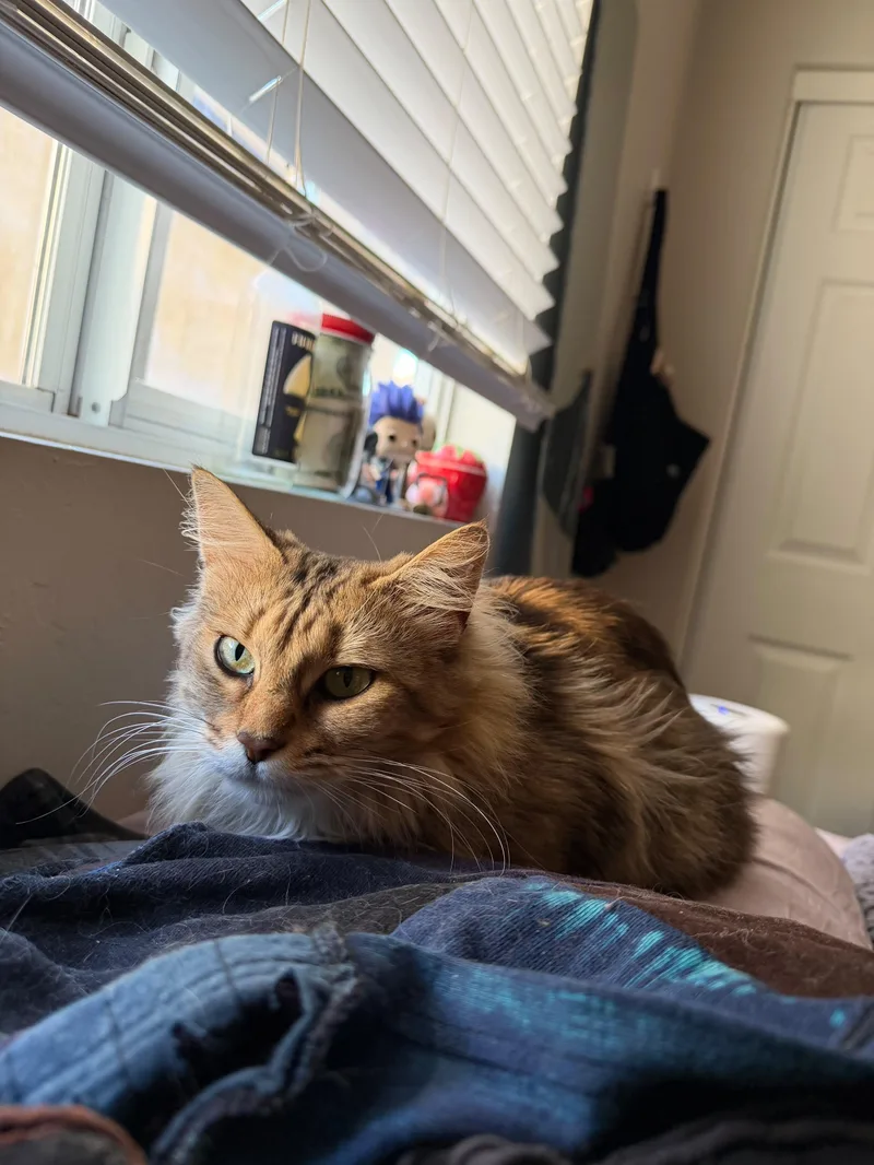 A young small-sized female Tabby (Buff / Tan / Fawn) American Shorthair cat named Paprika for adoption in Phoenix, AZ