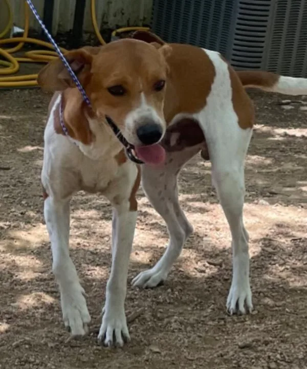 An adult large-sized male Hound dog named Jax for adoption in Stratham, NH
