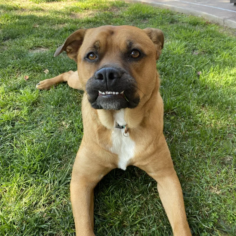 Brody