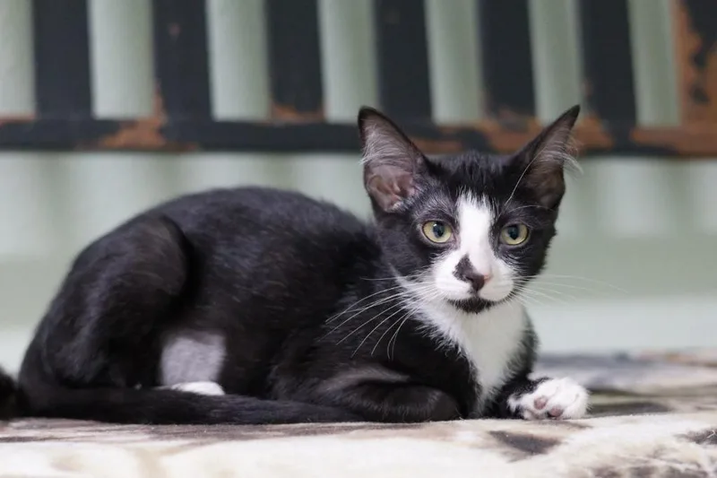 A baby medium-sized female Domestic Short Hair cat named Panna Cotta for adoption in Hot Springs, AR