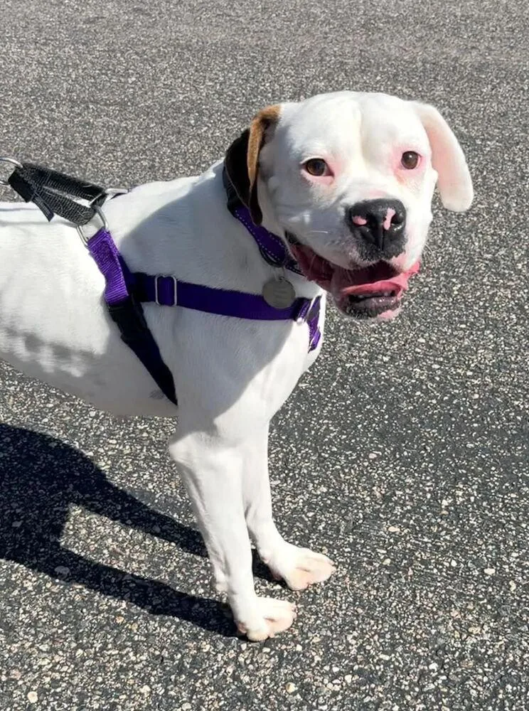 A young medium-sized female Boxer dog named Sally for adoption in Denver, CO