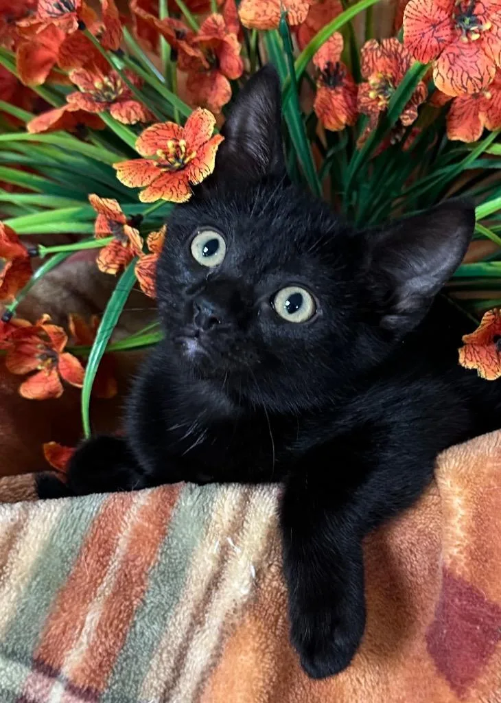 A baby small-sized female Domestic Short Hair cat named Arcadia for adoption in Stillwater, OK