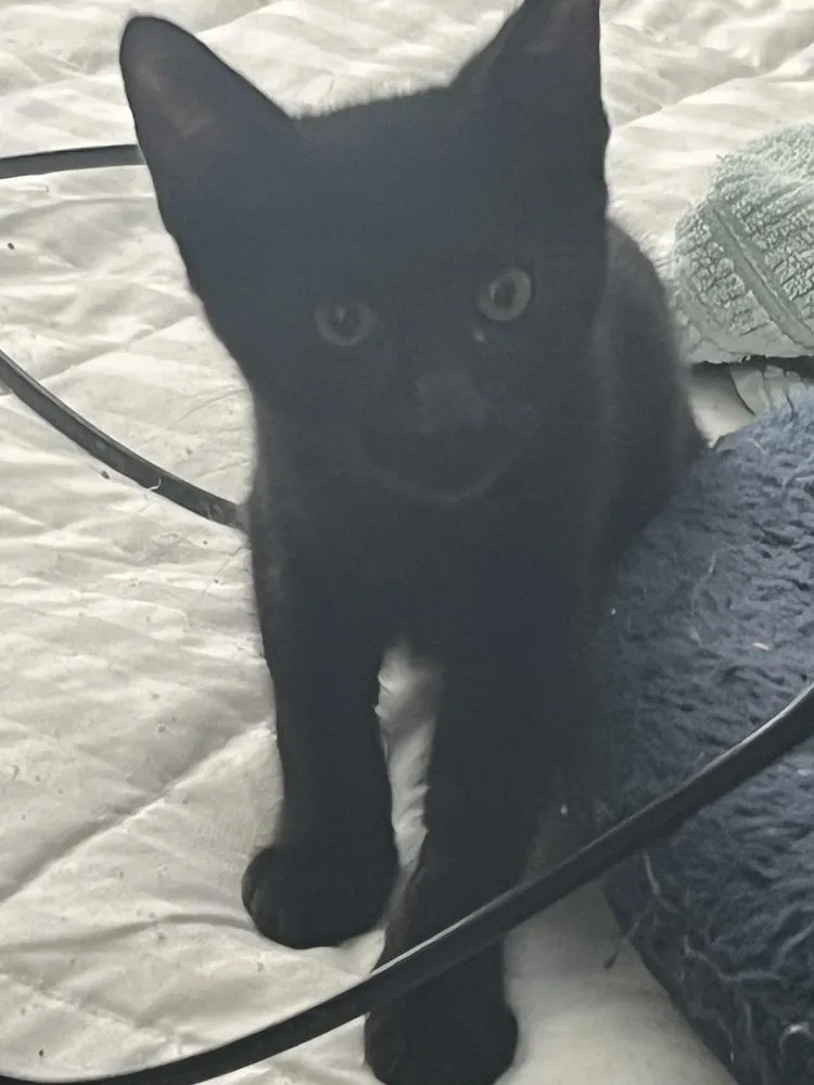 A baby small-sized female Black American Shorthair cat named Sadie for adoption in Tampa, FL