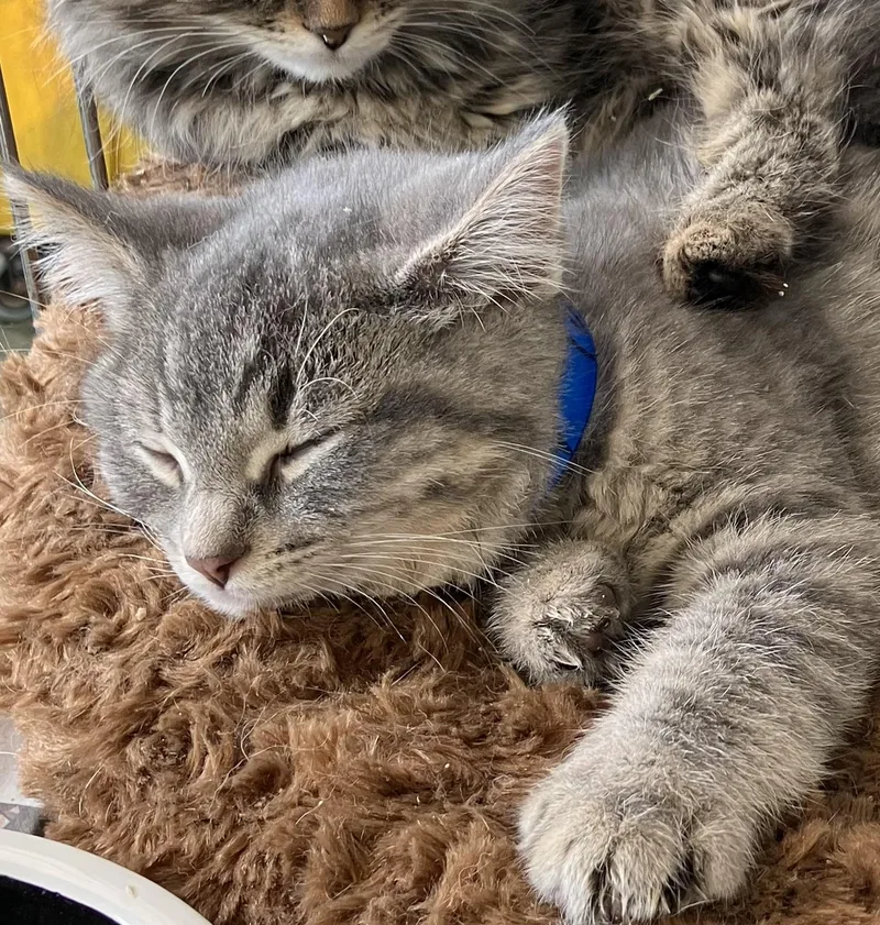 A baby medium-sized male Tabby (Gray / Blue / Silver) Domestic Medium Hair cat named Tuffy for adoption in Parma, OH
