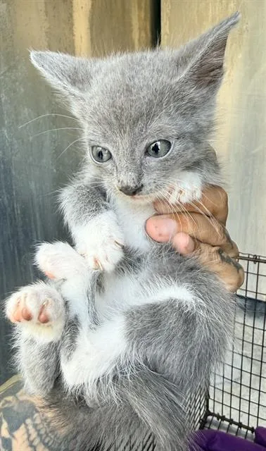 A baby small-sized male Domestic Short Hair cat named Jack for adoption in San Antonio, TX