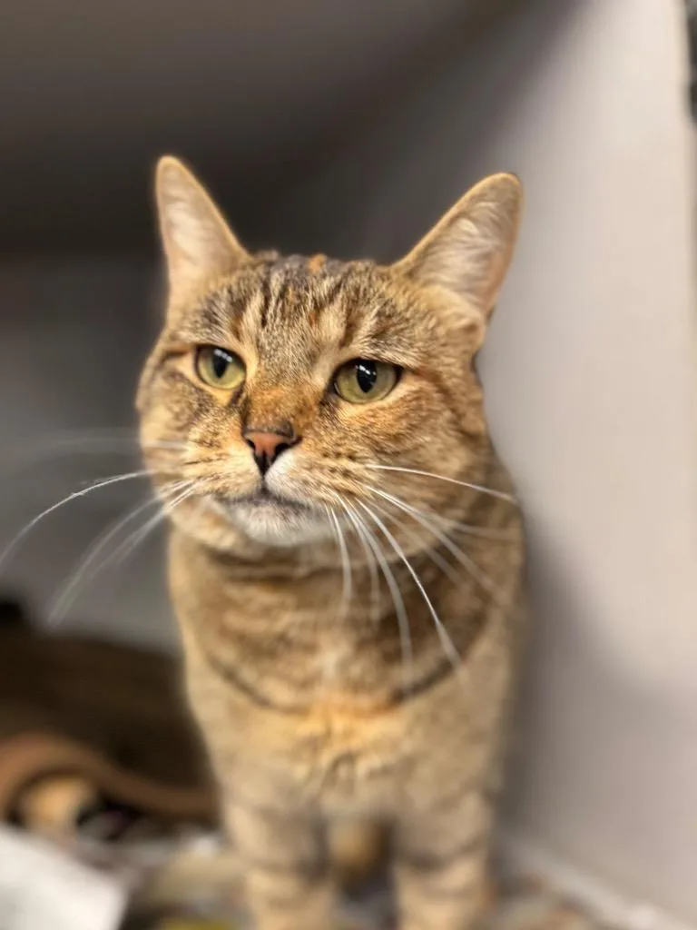 A young medium-sized female Domestic Short Hair cat named Luna for adoption in Pottsville, PA