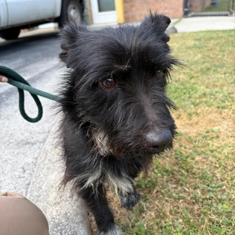 A senior medium-sized male Black Mixed Breed dog named Toad for adoption in Chattanooga, TN