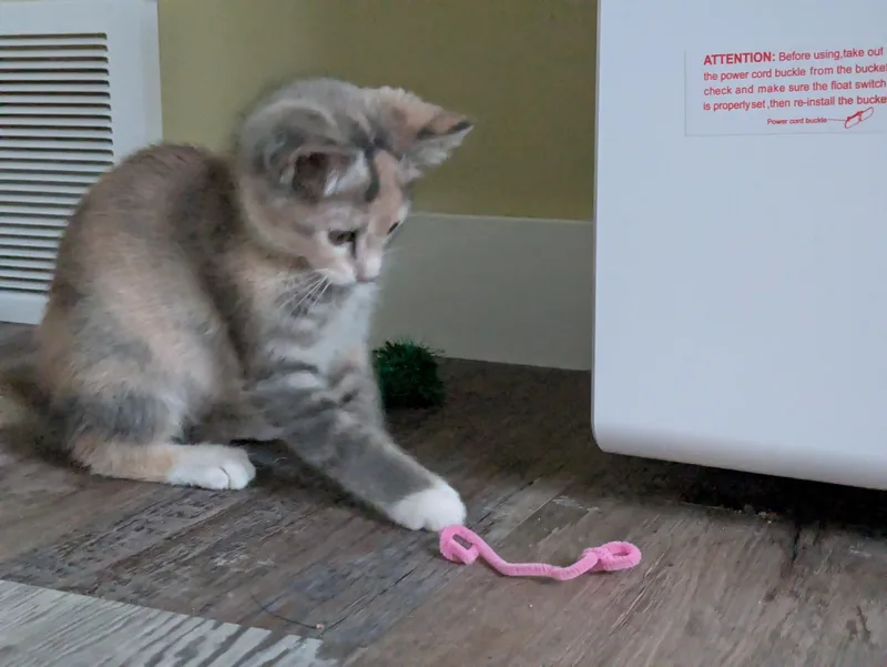 A baby small-sized female Calico cat named Queen Elizabeth for adoption in Mineral Point, WI