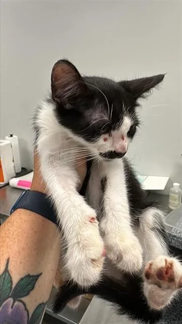 A baby small-sized male Domestic Short Hair cat named Handlebar for adoption in Corpus Christi, TX