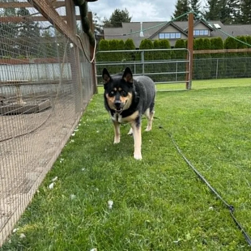 An adult extra large-sized male Brown / Chocolate Shepherd dog named Bear for adoption in Ferndale, WA