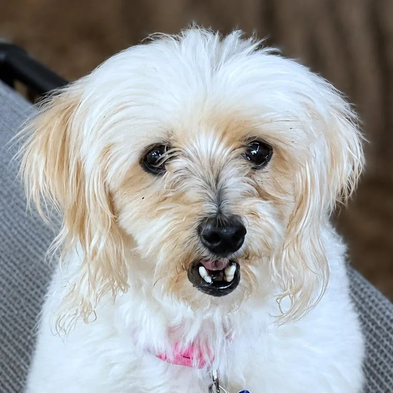 An adult small-sized female White / Cream Shih Tzu dog named Paris for adoption in Boerne, TX