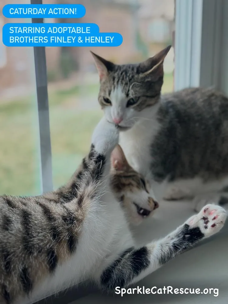 Henleybonded With Finley thumbnail 3