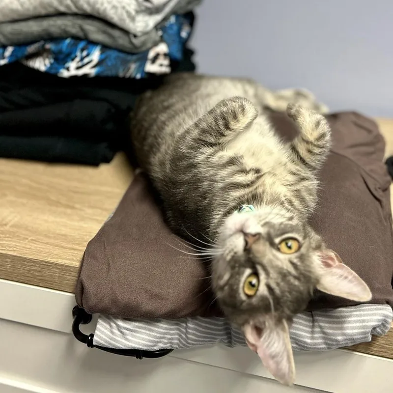 A baby medium-sized male Gray / Blue / Silver Domestic Short Hair cat named Fruitcake for adoption in Stafford, VA