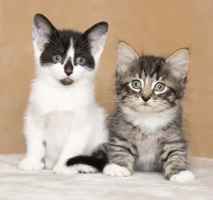 A baby medium-sized female Tabby (Brown / Chocolate) Domestic Medium Hair cat named Mel And Santos for adoption in Chicago, IL