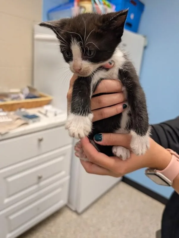 A young medium-sized female Black Domestic Short Hair cat named Hallie for adoption in Supply, NC