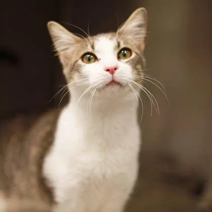 A young small-sized male White Domestic Short Hair cat named Yasu for adoption in Atlanta, GA