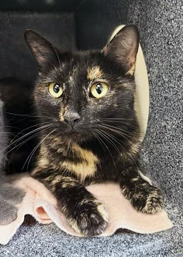 An adult medium-sized female Domestic Short Hair cat named Wanda for adoption in Nashville, TN