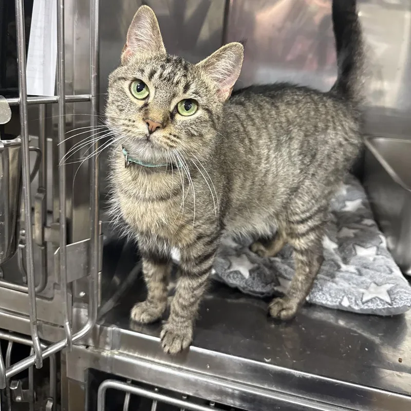 A young medium-sized female Tabby (Gray / Blue / Silver) Domestic Short Hair cat named Tang for adoption in Bridgeville, PA