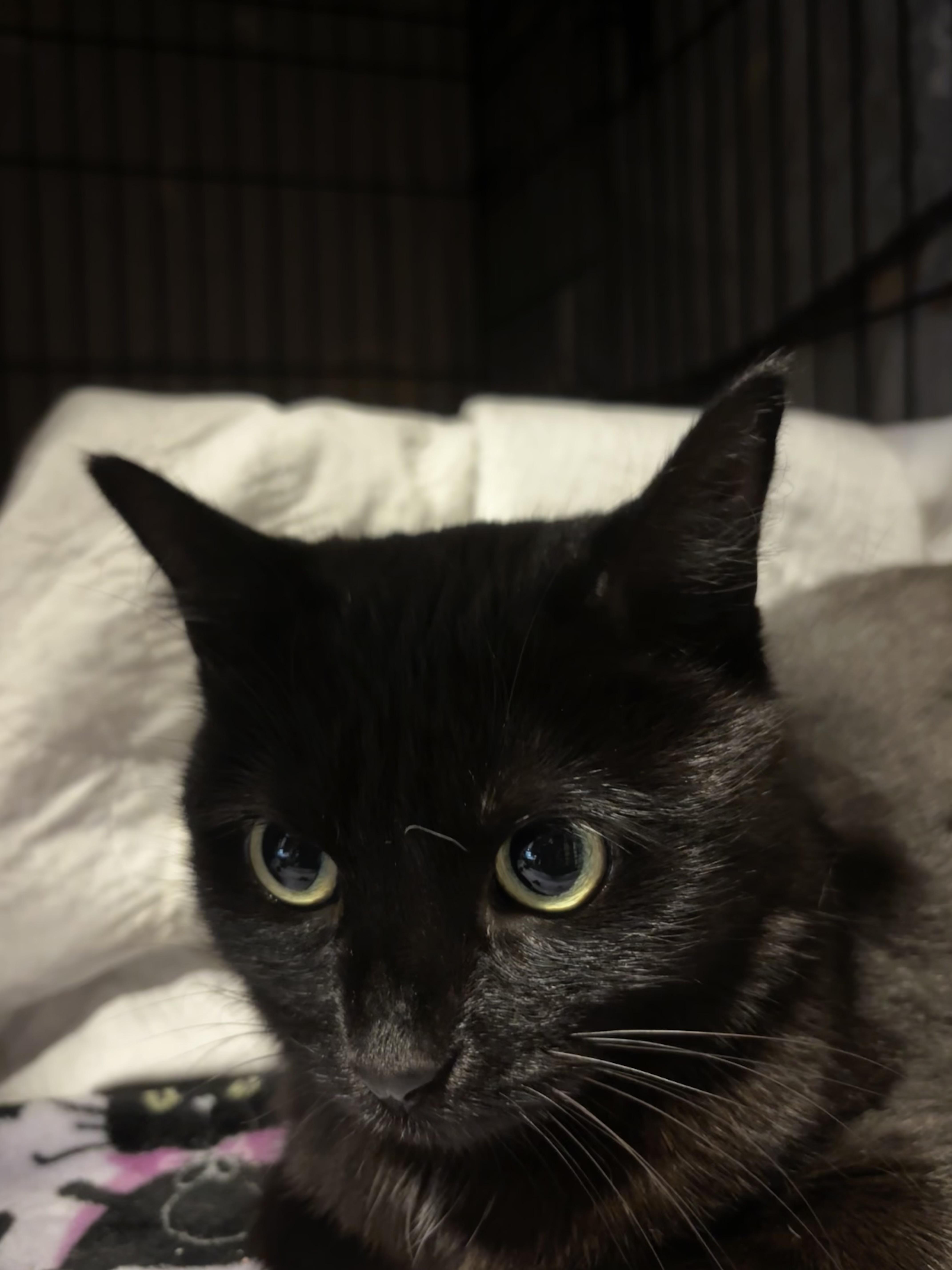 An adult medium-sized female Black Domestic Short Hair cat named Elaina for adoption in Pittsburgh, PA