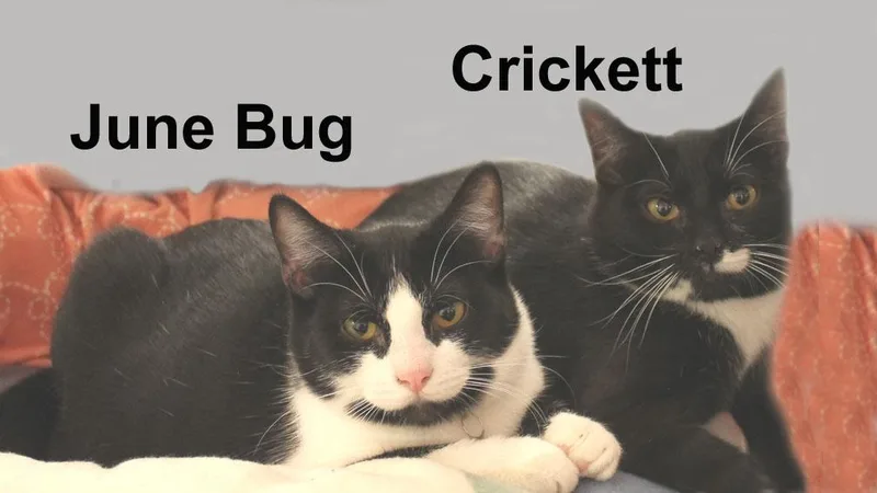 A baby medium-sized female Black & White / Tuxedo Domestic Short Hair cat named June Bug & Crickett for adoption in Stowe, PA