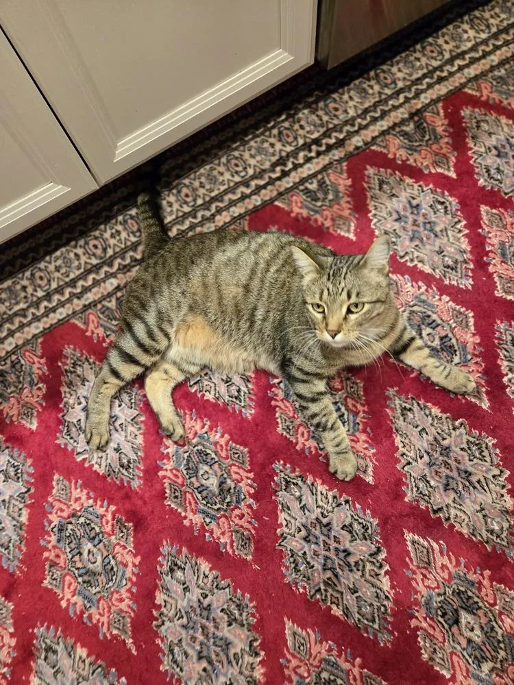 An adult large-sized male Domestic Short Hair cat named Andi for adoption in Dallas, TX